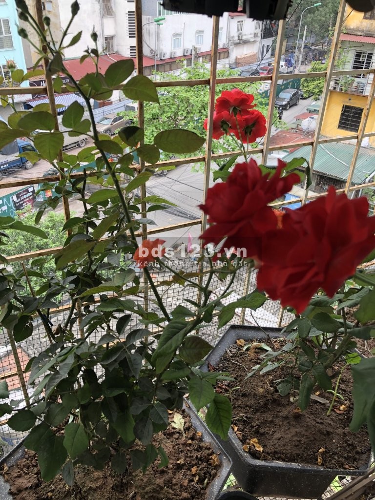 Cho thuê căn hộ chung cư góc đầu hồi nhà D8, Thành Công, Hà Nội giá 5.5 triệu/tháng