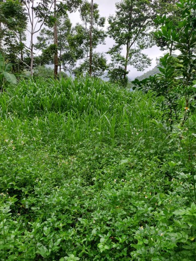 Bán nhanh lô đất siêu rẻ trung tâm Đà Bắc, Hoà Bình giao thông thuận lợi cực kỳ lý tưởng