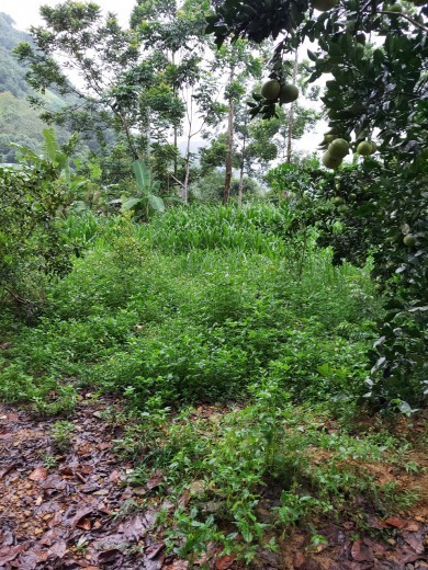 Bán nhanh lô đất siêu rẻ trung tâm Đà Bắc, Hoà Bình giao thông thuận lợi cực kỳ lý tưởng