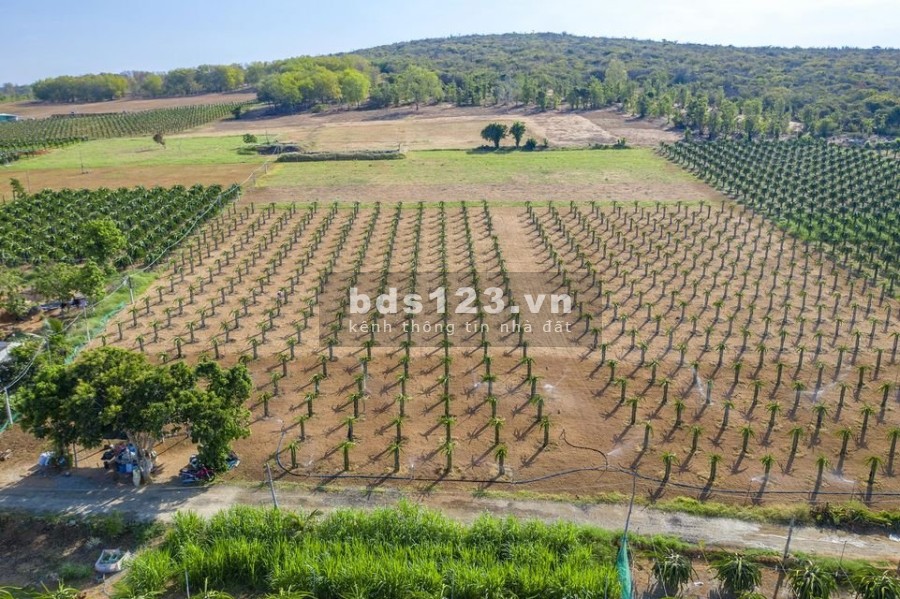 Bán lô đất gần Quốc lộ 1A, mặt tiền dài 67m, sổ đỏ tại Phan Thanh giá bán chỉ 671 triệu