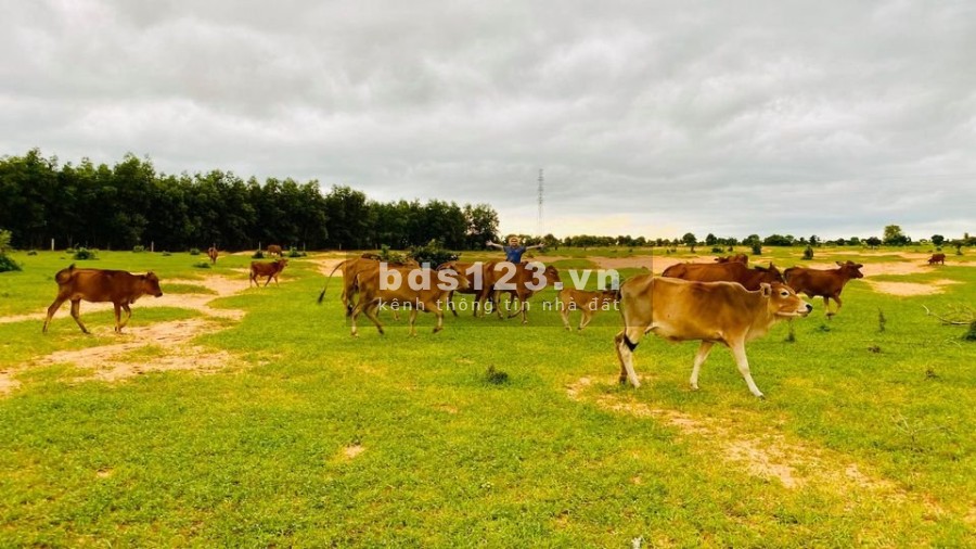 Bán lô đất gần Quốc lộ 1A, mặt tiền dài 67m, sổ đỏ tại Phan Thanh giá bán chỉ 671 triệu
