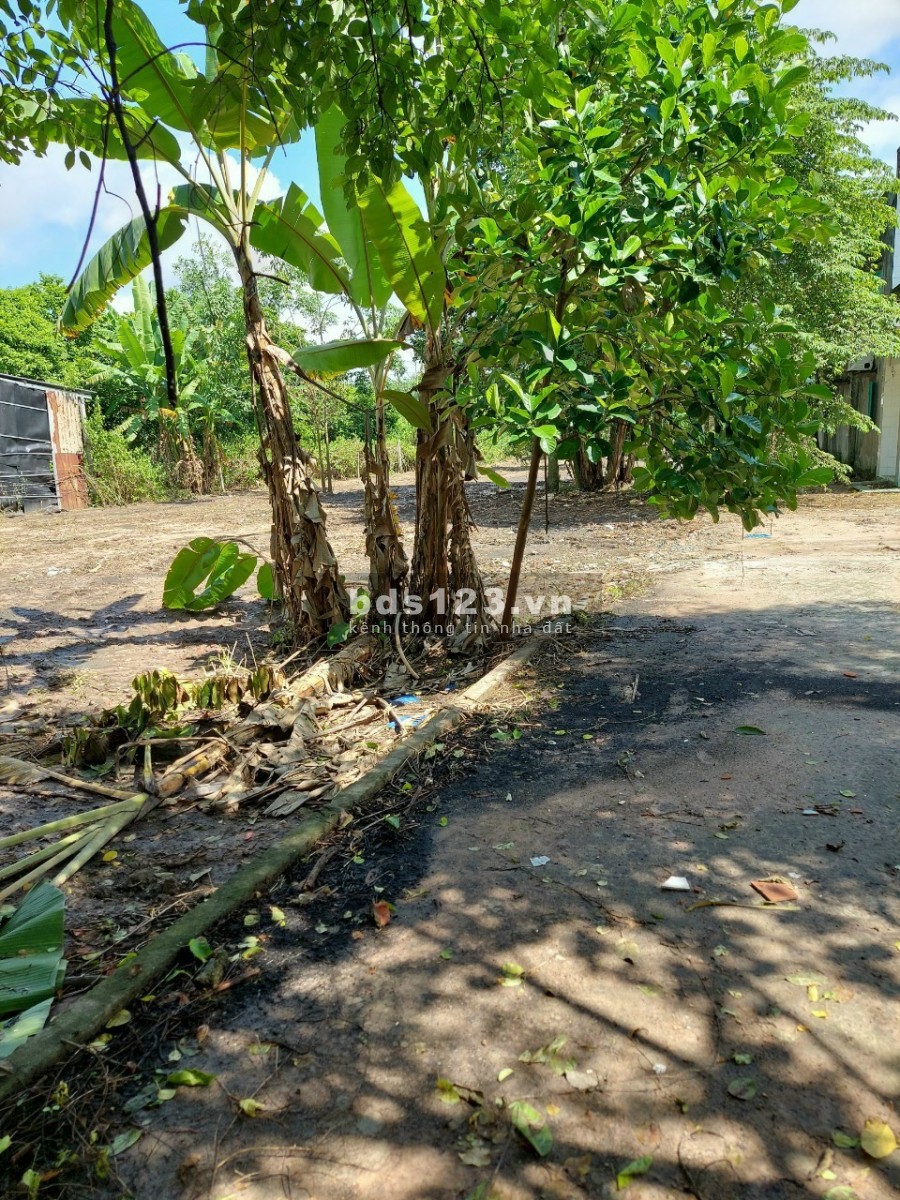Cần bán đất mặt tiền Bến Súc xã An Phú Củ Chi 30x61 tổng 1829m2 có 500m2 thổ cư