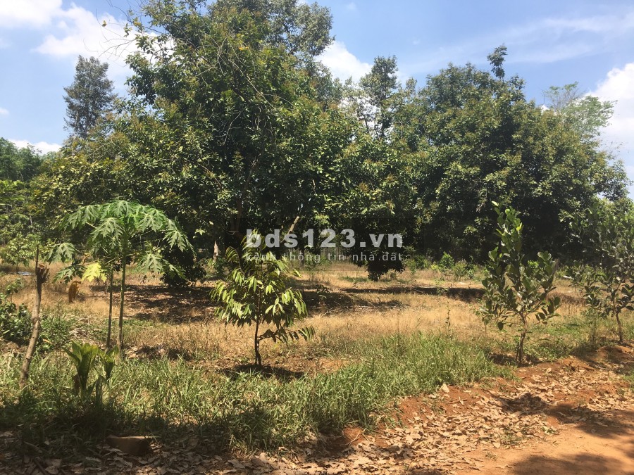 Đất vườn diện tích sử dụng 1090m² cần bán gấp giá 490 triệu sổ riêng sổ đỏ chính chủ