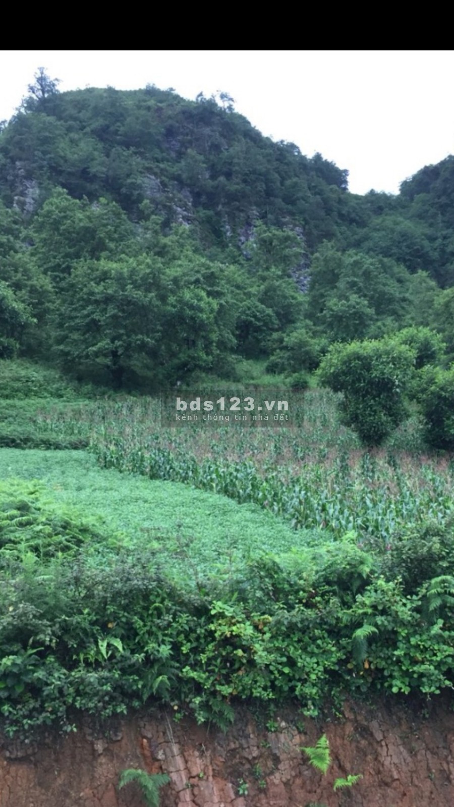 Bán đất nền nghỉ dưỡng gần dự án biển mây Phan Cán Sử, Y Tý (SaPa 2) đã có sổ sẵn