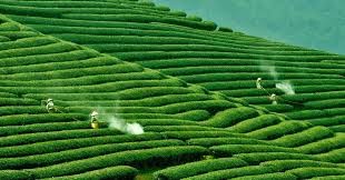 Bán mảnh đất view siêu đẹp tại Chiềng Đi, Mộc Châu thích hợp làm nhà vườn nghỉ dưỡng