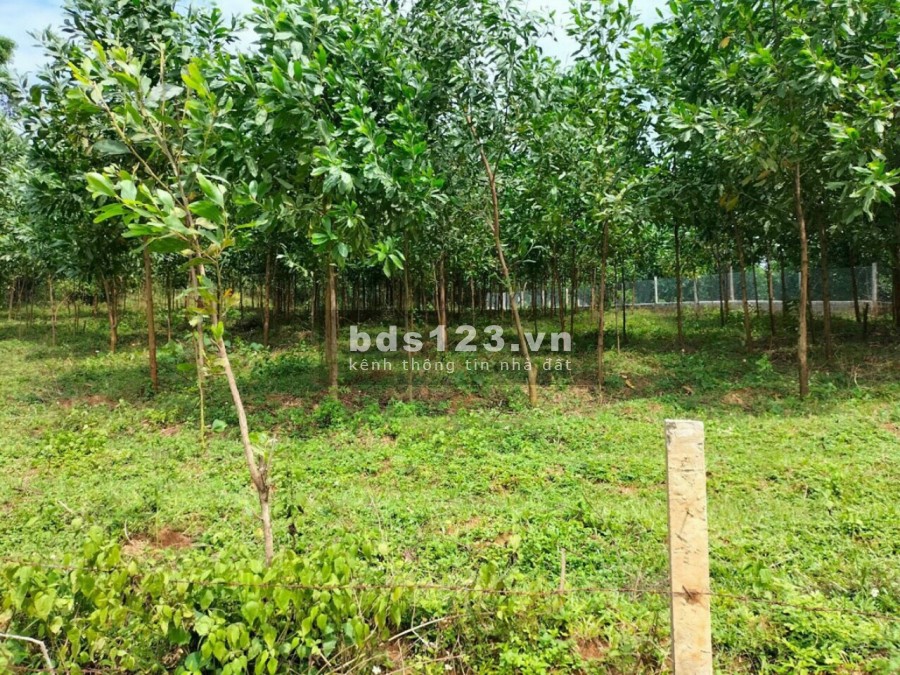 Bán 3300 đât nghỉ dưỡng tại TÂN LẠC