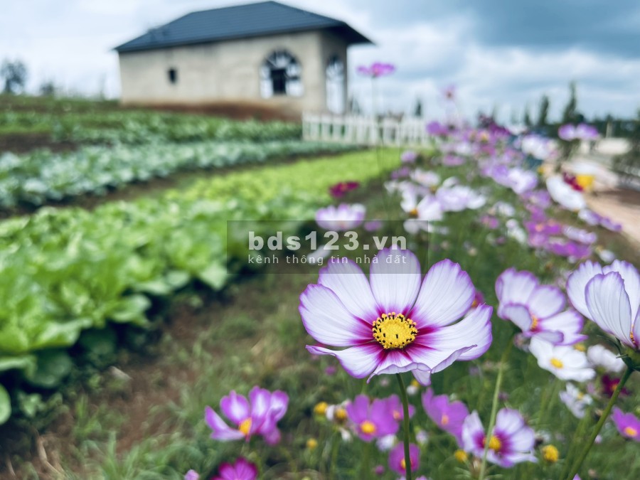 ĐẤT NỀN VIEW ĐỒI SĂN MÂY BẢO LỘC - LỘC AN