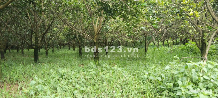Bán gấp siêu phẩm ở thành phố Hoà Bình rộng 3,8ha có ONT và sẵn 2 ao cá giá tốt đầu tư