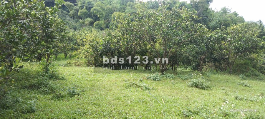 Bán gấp siêu phẩm ở thành phố Hoà Bình rộng 3,8ha có ONT và sẵn 2 ao cá giá tốt đầu tư