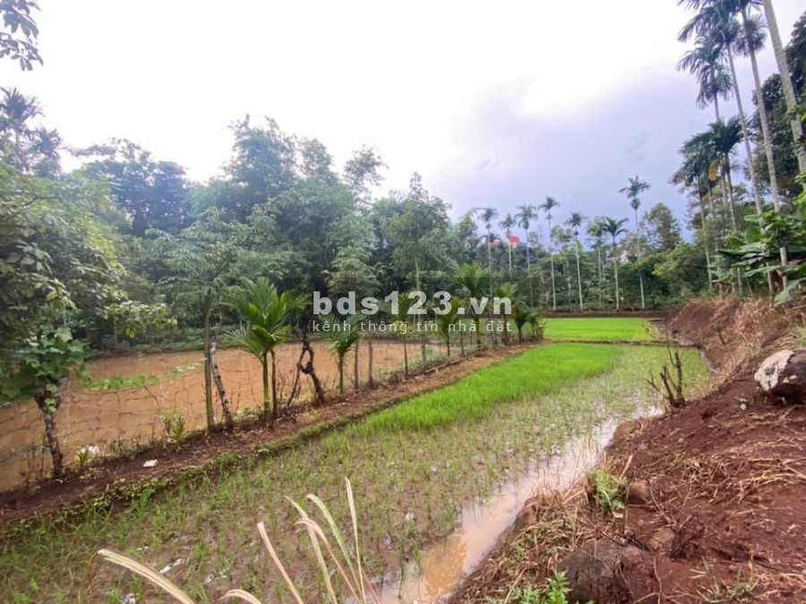 Gia chủ cần tiền nên bán lô đất View suối ở EaTu giáp p.Tân An Gần dự án ECOCITY vùng mở rộng của Thành Phố