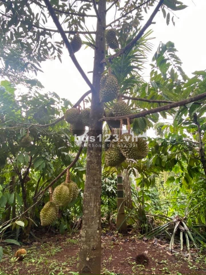 Gia chủ cần tiền nên bán lô đất View suối ở EaTu giáp p.Tân An Gần dự án ECOCITY vùng mở rộng của Thành Phố