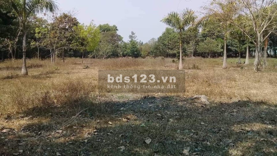 Cần bán đất mặt tiền nhựa 1/ Trương Thị Kiện Thái Mỹ 80x100 9600m2 có 1000 thổ
