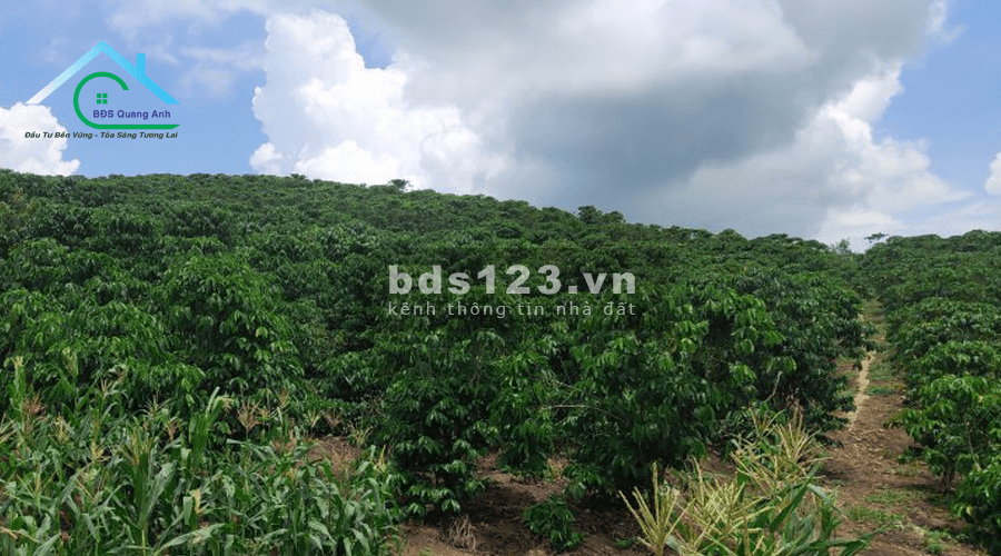 Đất Thôn 11 Đại Lào Bảo Lộc, 11.000 m², đường bê tông Ô Tô vào tân nơi.