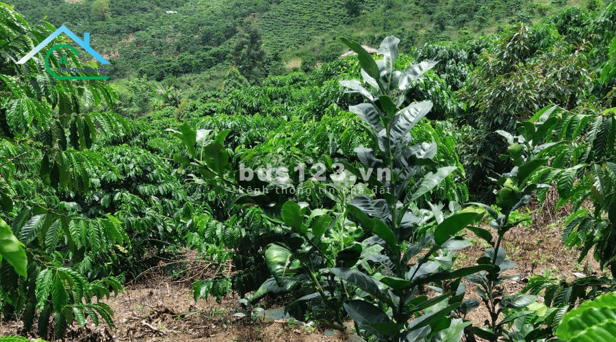 Đất Thôn 11 Đại Lào Bảo Lộc, 11.000 m², đường bê tông Ô Tô vào tân nơi.