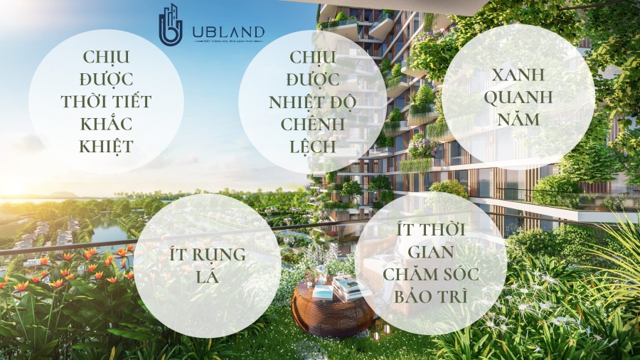 Bán căn 2PN Tòa Solforest - View Công viên HavenPark Giá Net 2 tỷ liên hệ 0917785864