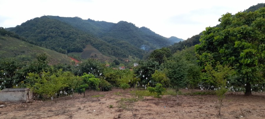 BÁN ĐẤT KHU MƯỜNG SANG MỘC CHÂU, GẦN KHU DU LỊCH THÁC DẢI YẾM, DT: 3000M2, GIÁ VÀI TRĂM NGÀN/M2