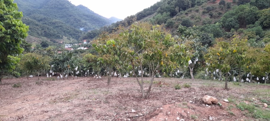 BÁN ĐẤT KHU MƯỜNG SANG MỘC CHÂU, GẦN KHU DU LỊCH THÁC DẢI YẾM, DT: 3000M2, GIÁ VÀI TRĂM NGÀN/M2