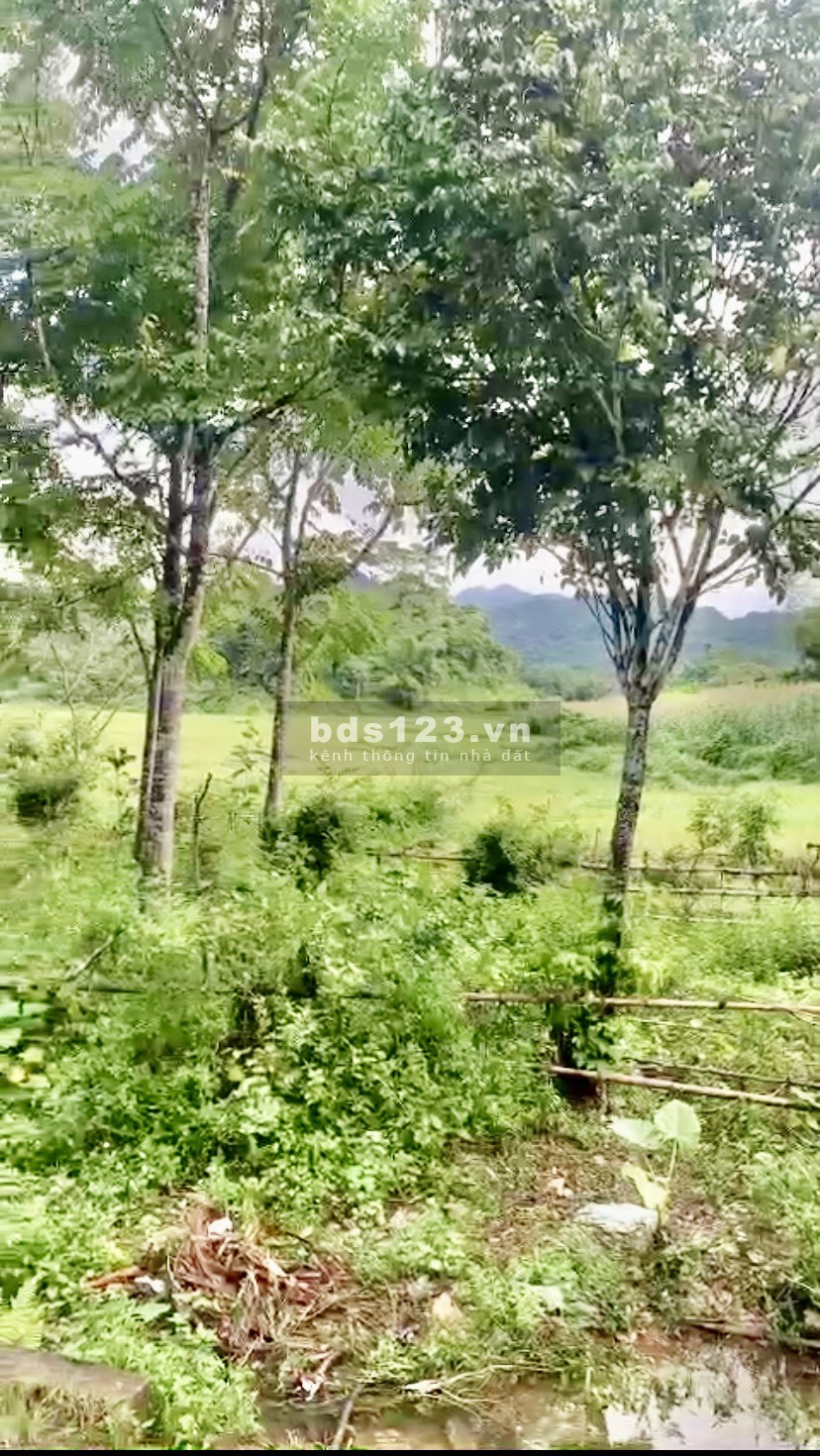 Bán nhanh lô đất sẵn nhà sàn, có suối chạy quanh nhà ở Tân Lạc giá siêu rẻ.