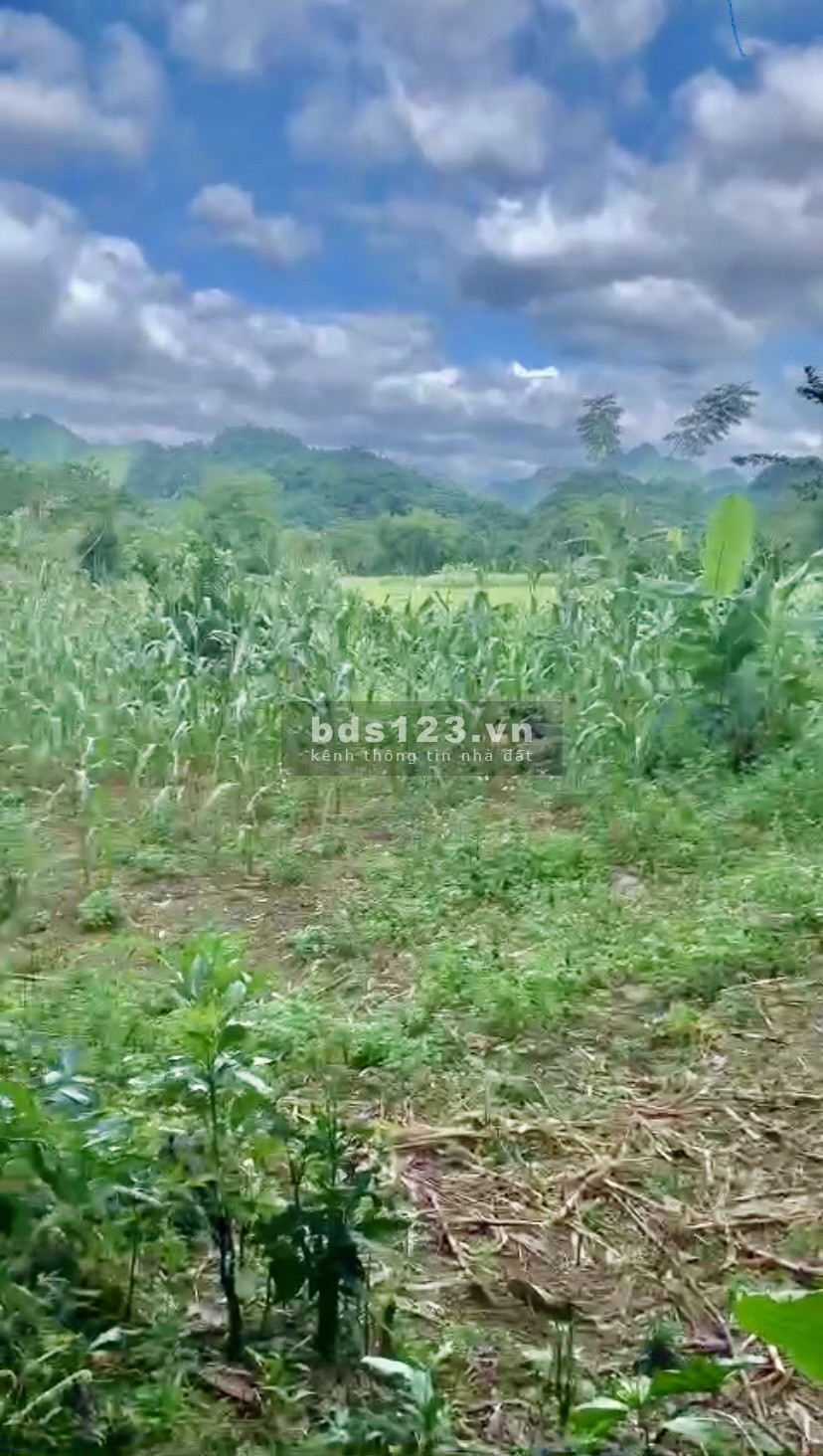 Bán nhanh lô đất sẵn nhà sàn, có suối chạy quanh nhà ở Tân Lạc giá siêu rẻ.