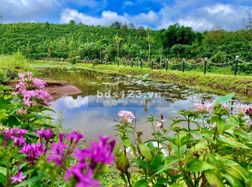 Bán đất nền khu nghĩ dưỡng phố Hoa Hillside Bảo Lộc liên hệ 0339007005 giá tốt