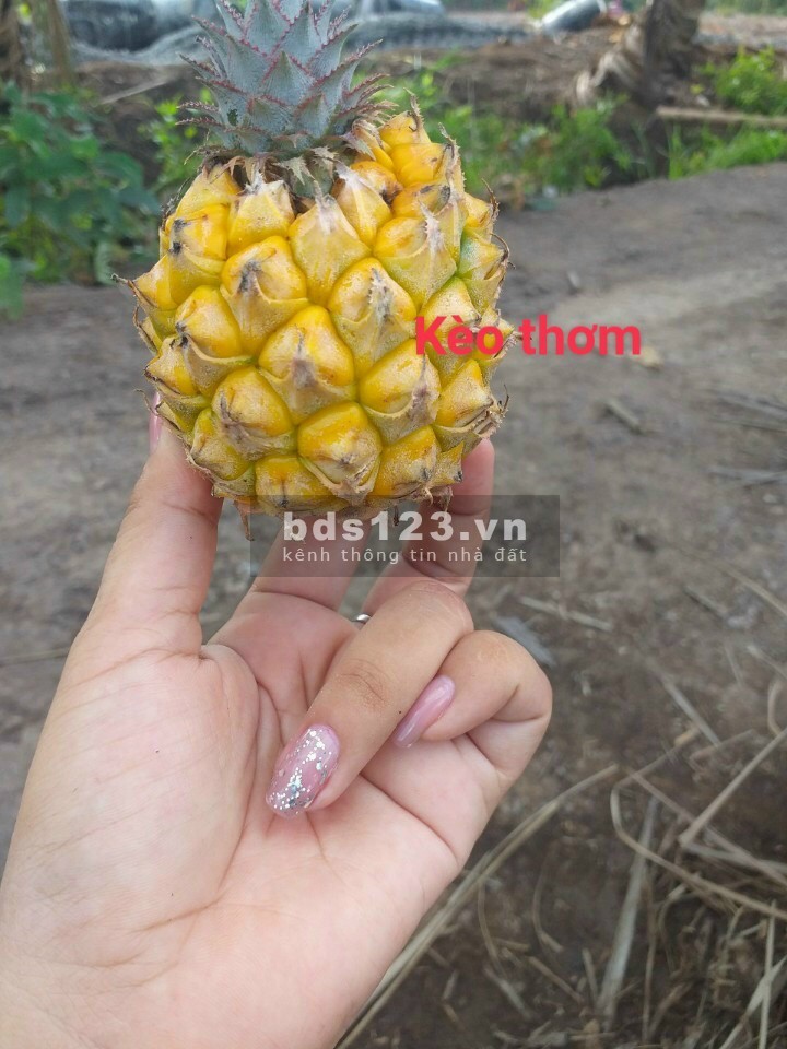 Đất lúa chuyển thổ khu vực Phước Tuy liên hệ 0392308322, giá tốt, diện tích 3000m2 (40x75)