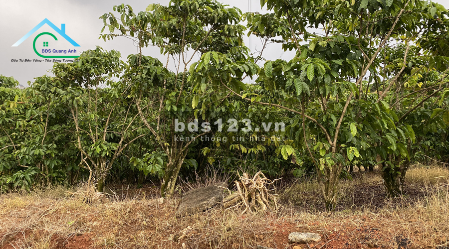 Đất đường Phan Đình Phùng Bảo Lộc 22.800m² khoảng 150m mặt đường giá 1 tỷ 3/ 1 sào