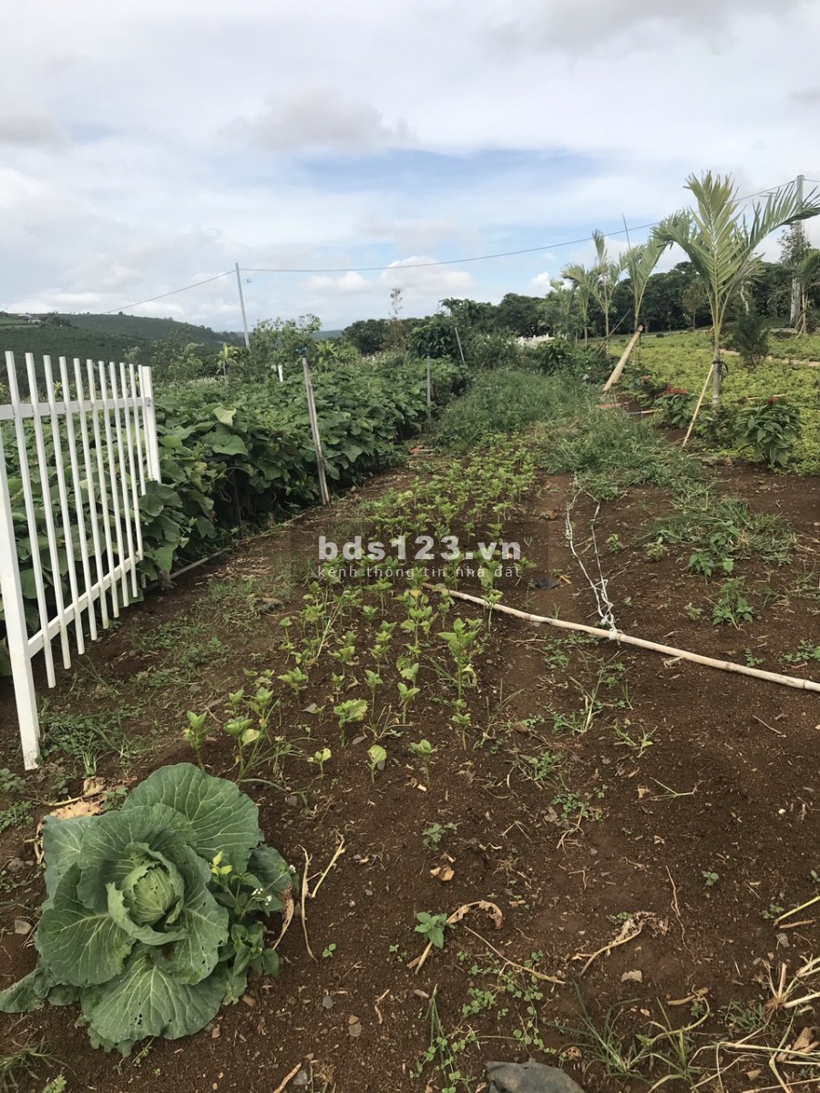 Bán đất trung tâm thành phố Bảo Lộc 10*20m 200m2 full thổ cư shr đường nhựa 8m giá 1ty1