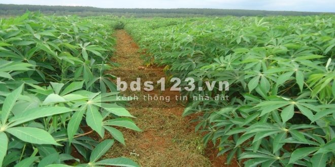 Bán gấp 1 sào 2 đất cây lâu năm thuận tiện cho việc làm nhà vườn hoặc trang trại