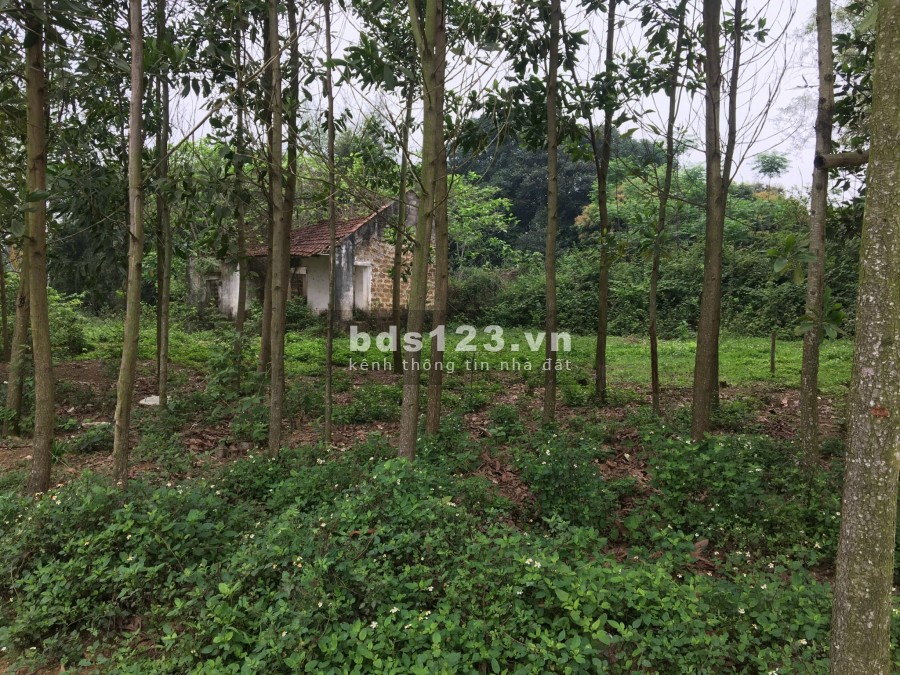 Lô góc 2 mặt tiền về MUỘN nhưng sẽ sớm trao tay cho các nào nhanh tay bàn giao sổ sẵn