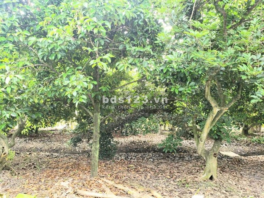 Đất nhà vườn Trung An Củ Chi diện tích sử dụng 3.225m2, có 300m2 thổ giá rẻ, cần bán