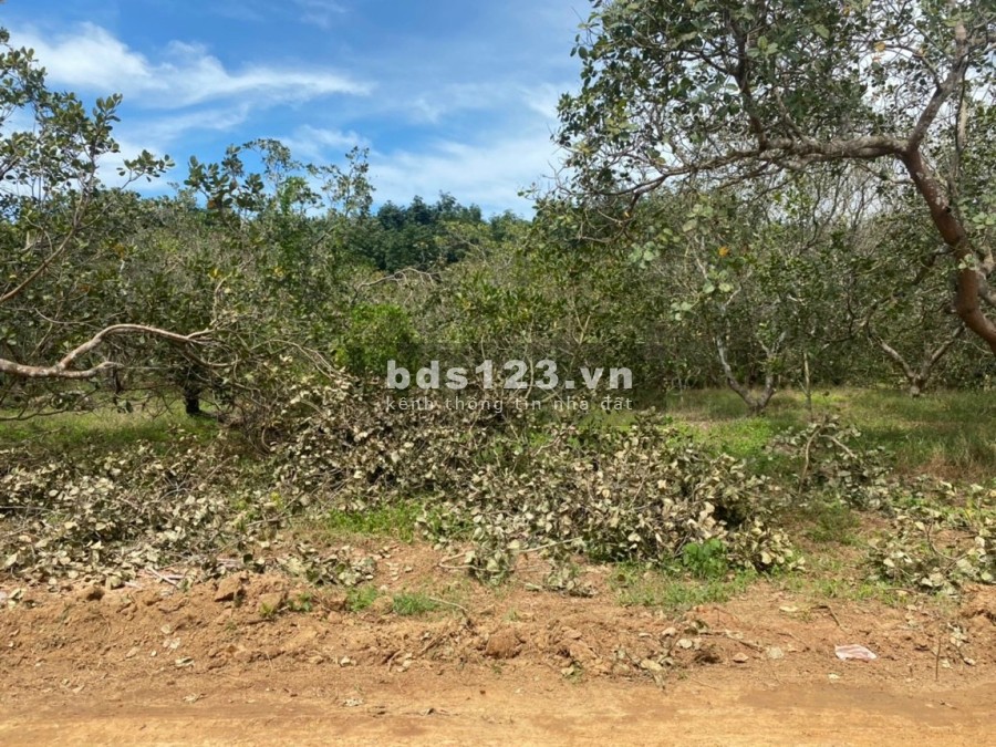 Xã lỗ 130m2 (100m thổ cư) sẵn sổ ở khu công nghiệp Tân Hưng…