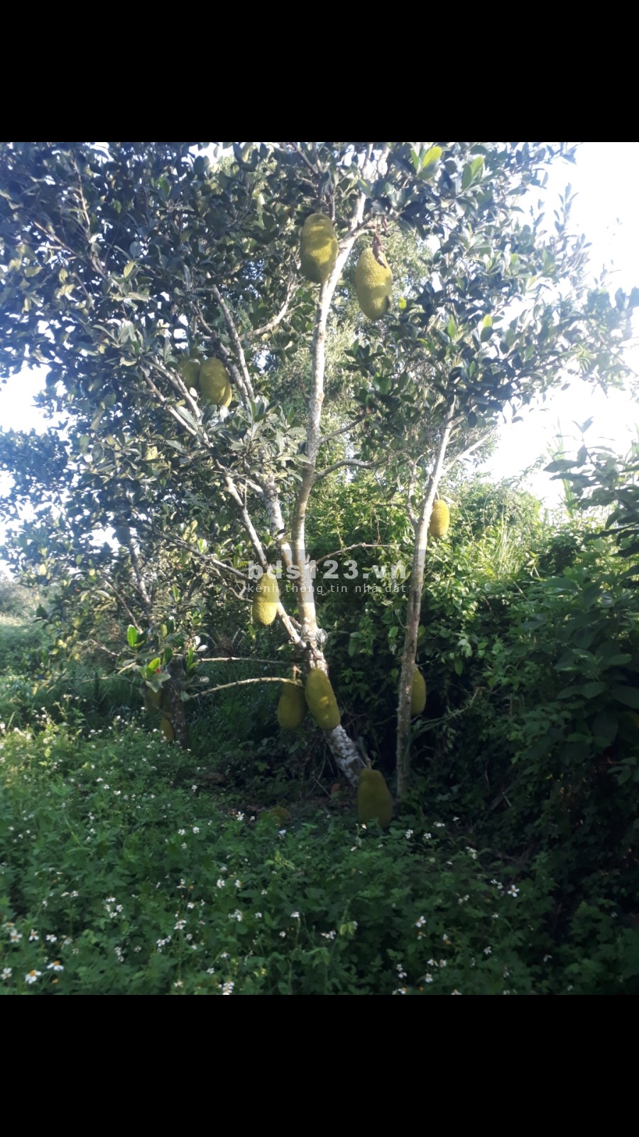 Bán đất thổ cư Suối Tiên Diên Khánh, tiện ích tràn ngập, giá tốt đầu tư sinh lời, sổ sẵn