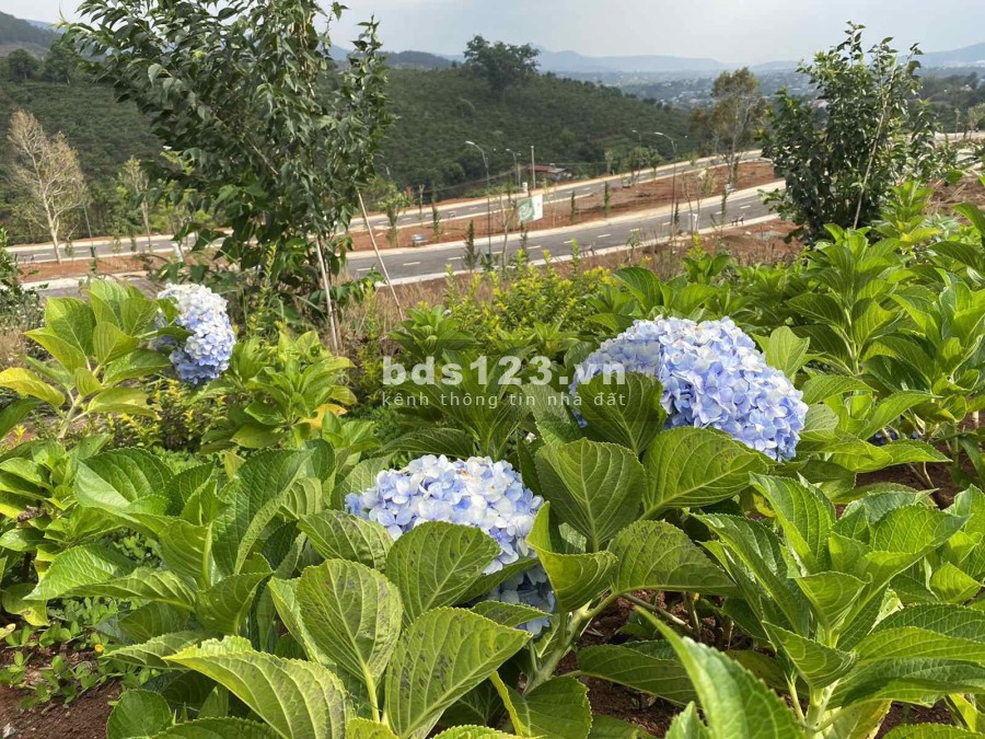 Lý do Nam Ban Villas đáng quan tâm nhất năm 2021. Tặng vàng 9999, cam kết thuê lại, CK ngay 4%