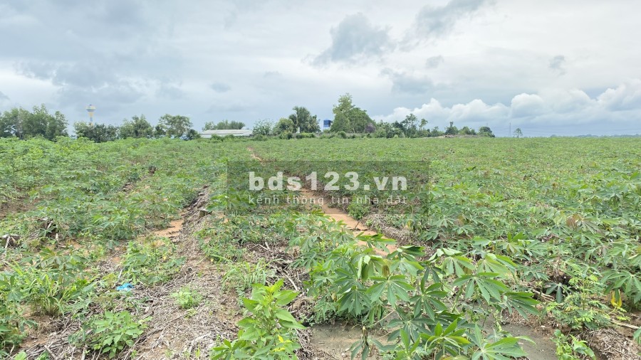 Bán lô đất diện tích 1282m2 trồng mỳ, mặt tiền đường lớn 61m, giá rẻ liên hệ 0967205154