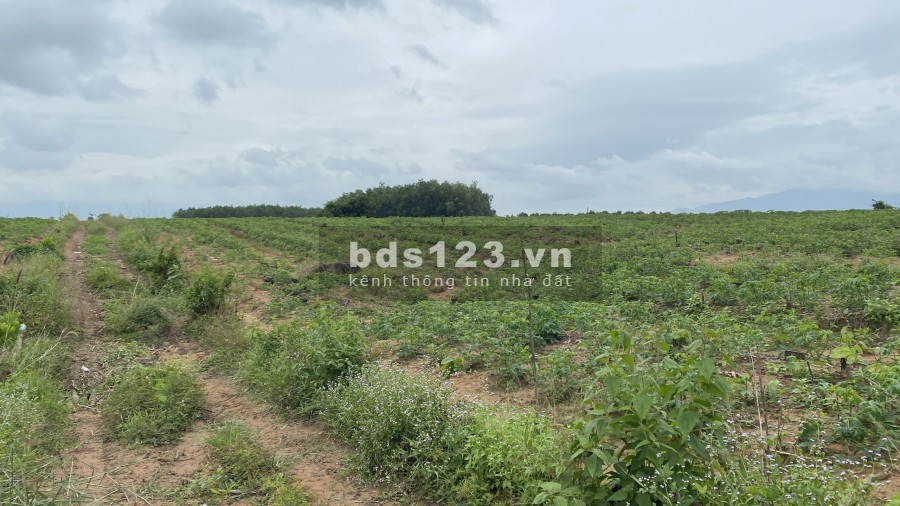 Bán lô đất diện tích 1282m2 trồng mỳ, mặt tiền đường lớn 61m, giá rẻ liên hệ 0967205154
