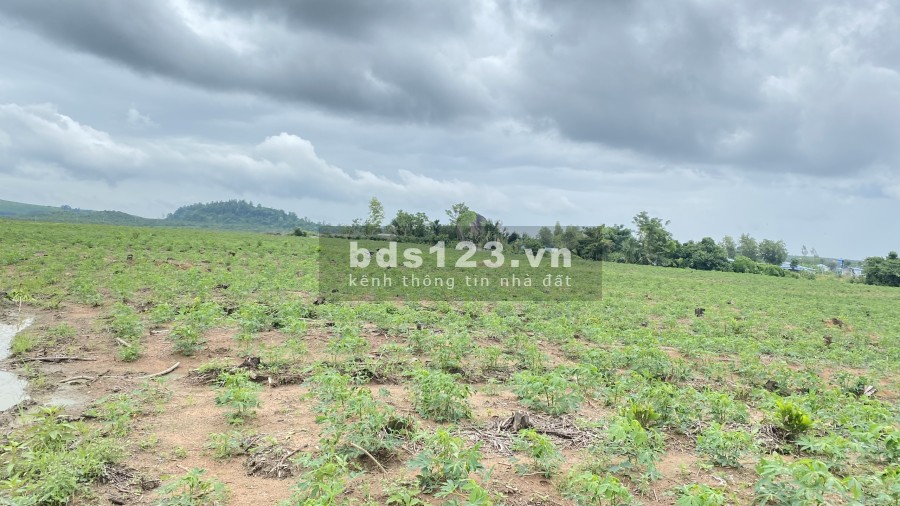 Bán lô đất diện tích 1282m2 trồng mỳ, mặt tiền đường lớn 61m, giá rẻ liên hệ 0967205154