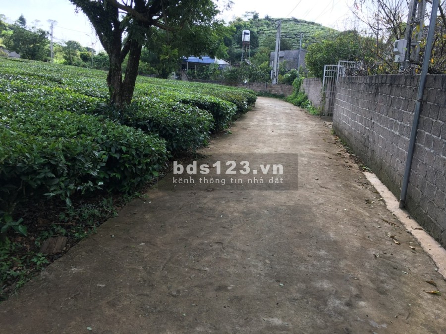 Bán mảnh đất diện tích 800m2 có 100m2 thổ cư ở Bãi Sậy, Mường Sang, Mộc Châu