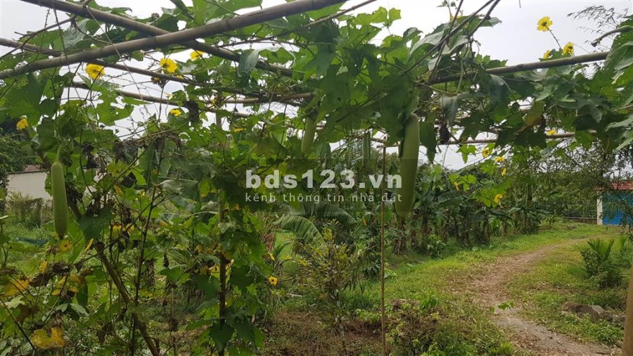 Cho thuê mở quán ăn, quán cà phê trong vườn cây ăn trái trên tuyến đường du lịch Vũng Tàu.