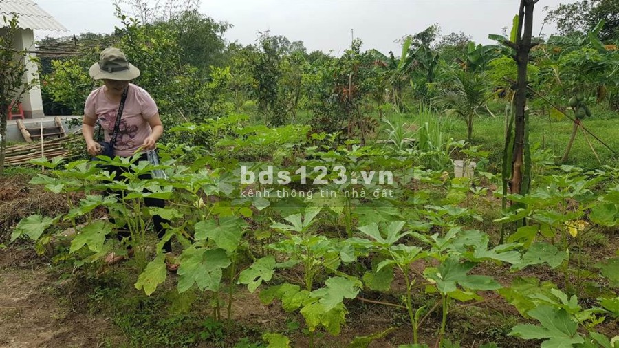 Cho thuê mở quán ăn, quán cà phê trong vườn cây ăn trái trên tuyến đường du lịch Vũng Tàu.