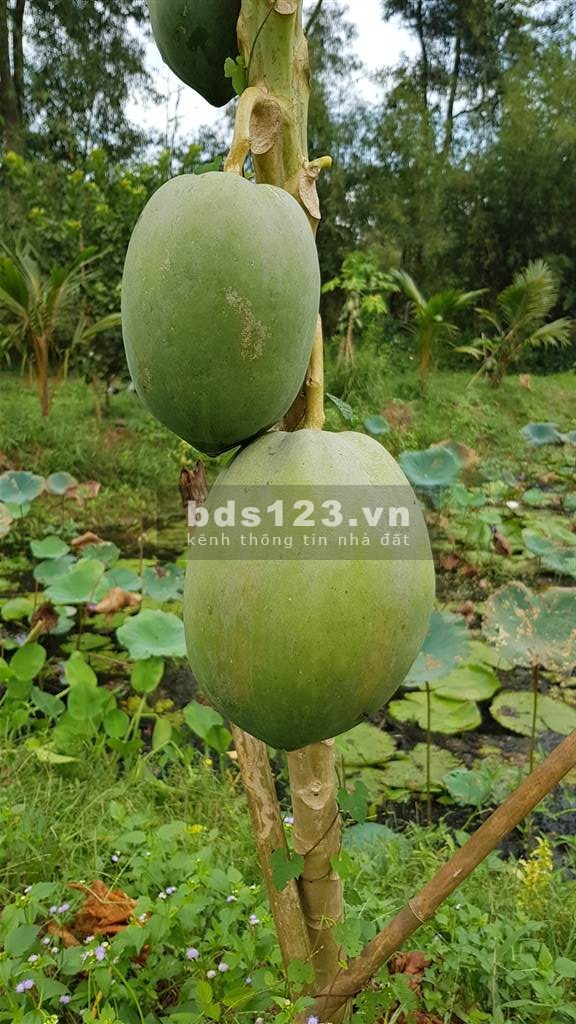 Cho thuê mở quán ăn, quán cà phê trong vườn cây ăn trái trên tuyến đường du lịch Vũng Tàu.