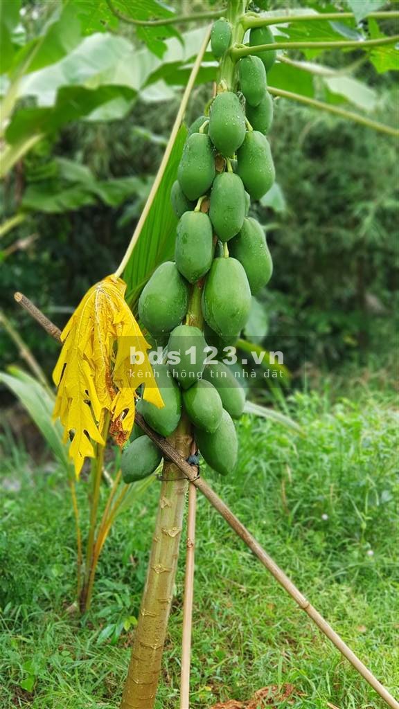 Cho thuê mở quán ăn, quán cà phê trong vườn cây ăn trái trên tuyến đường du lịch Vũng Tàu.