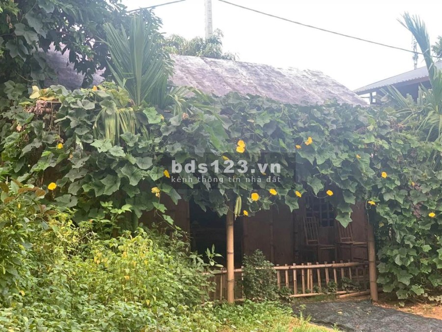 Cho thuê mở quán ăn, quán cà phê trong vườn cây ăn trái trên tuyến đường du lịch Vũng Tàu.