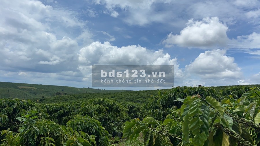 Cần mua bán đất Vườn Di Linh 6 sào đất Nông Nghiệp tại xã Tân Thượng đường lớn, xe vào được