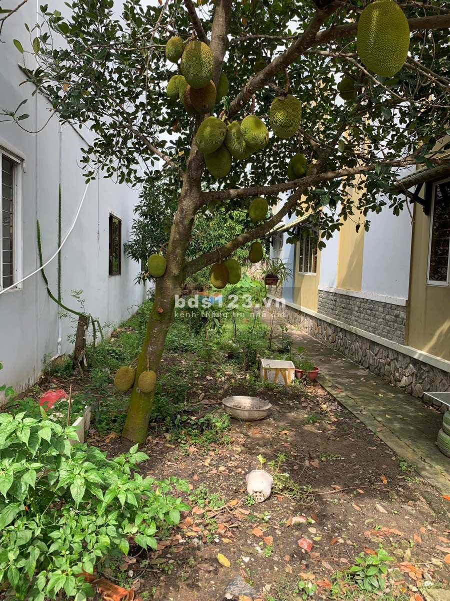 Cho thuê nhà nguyên căn tại quốc lộ 50, Cần Đước, Long An liên hệ 0936116945, giá tốt