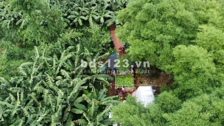 Siêu phẩm đất đỏ Bazan 80.300m2 có 2 mặt tiền 650m2 thổ cư tại Châu Đức, BRVT