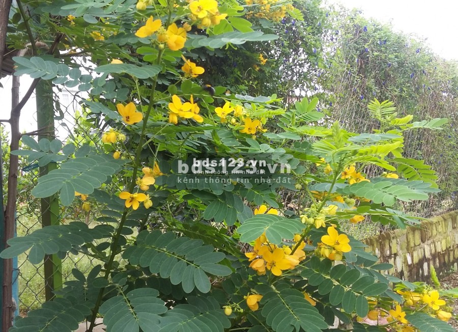 Cho thuê kho bãi- 10/11 đường Đinh Đức Thiện, Long Khê, Cần Đước, Long An sổ sẵn