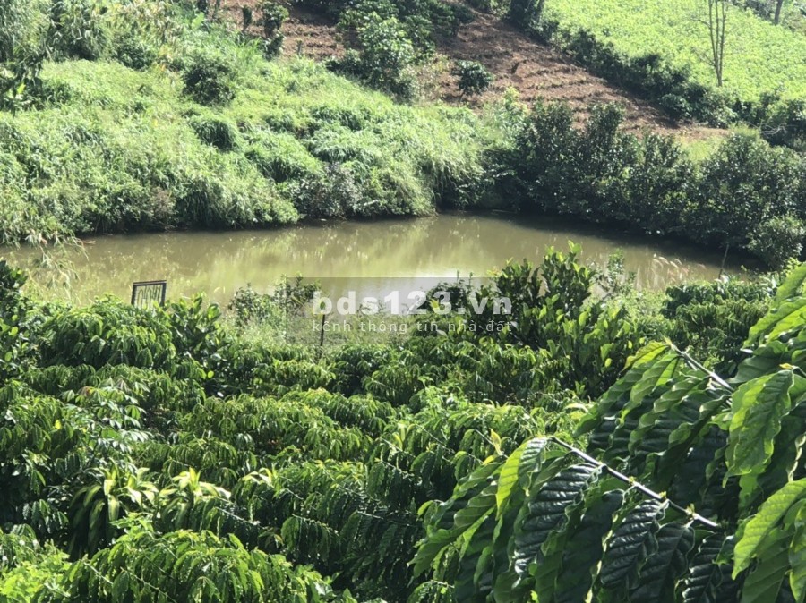Farmstay Bảo Lộc Đà Lạt view suối tự nhiên giá chỉ 1tỷ5 khu dân cư đông đúc, đường lớn