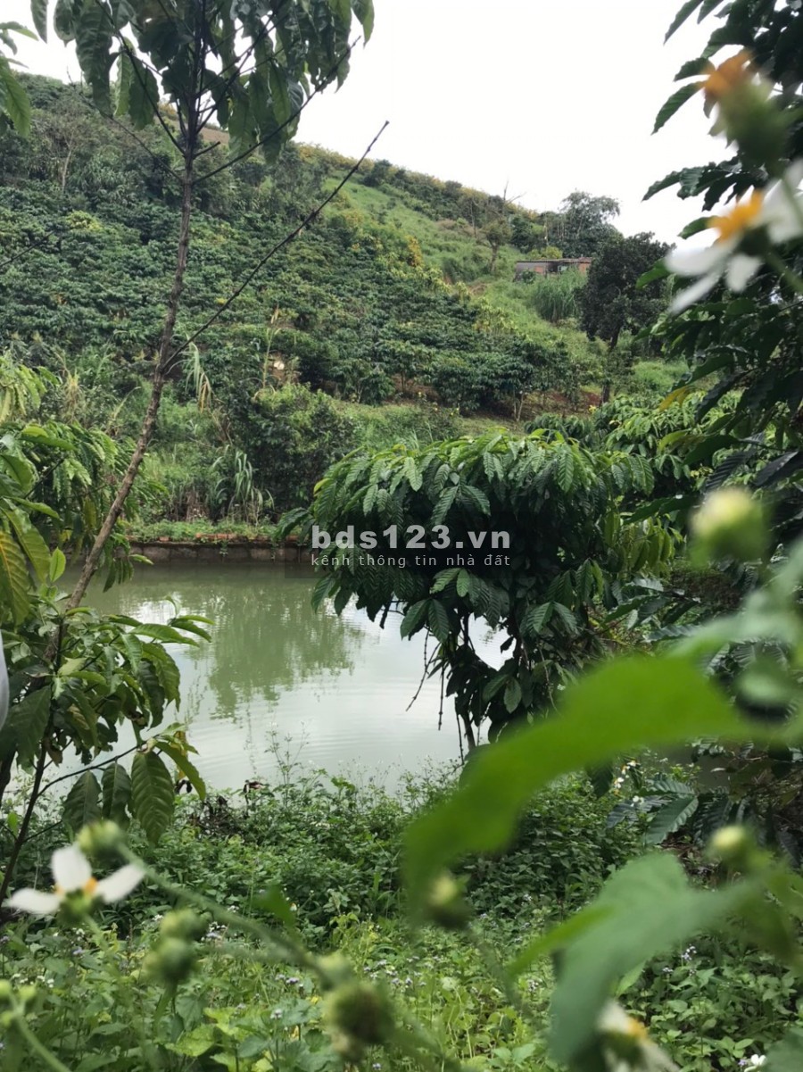 Farmstay Bảo Lộc Đà Lạt view suối tự nhiên giá chỉ 1tỷ5 khu dân cư đông đúc, đường lớn