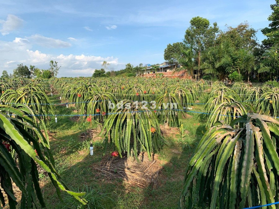 Bán đất 6250m2 Thanh Long quy hoạch thổ cư 100% sổ hồng riêng, hoa hồng 2% cho môi giới