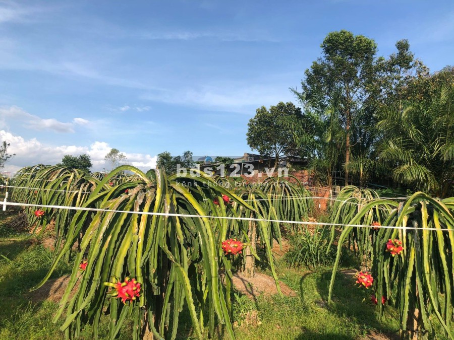 Bán đất 6250m2 Thanh Long quy hoạch thổ cư 100% sổ hồng riêng, hoa hồng 2% cho môi giới